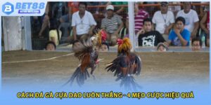 Cách đá gà cựa dao luôn thắng