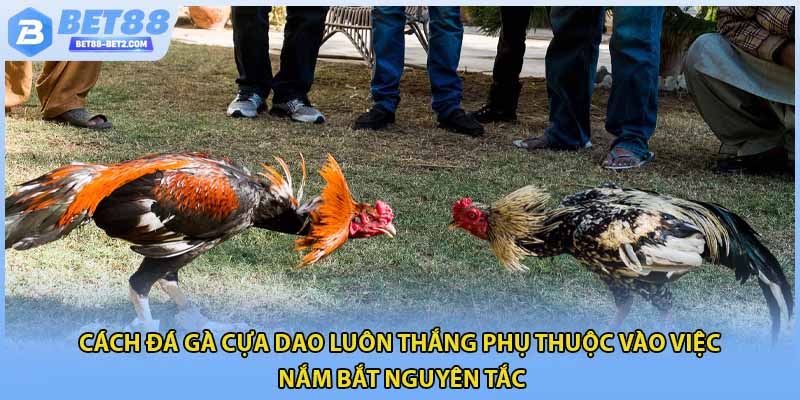 Cách đá gà cựa dao luôn thắng phụ thuộc vào việc nắm bắt nguyên tắc