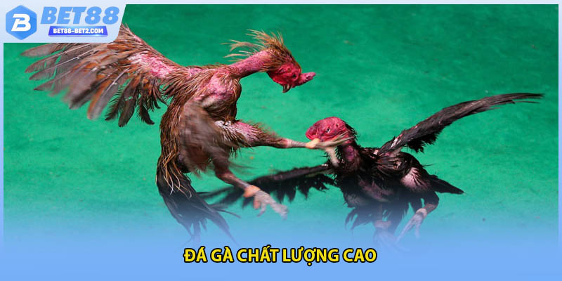 Đá gà chất lượng cao