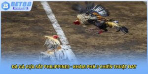 Đá gà cựa sắt Philippines