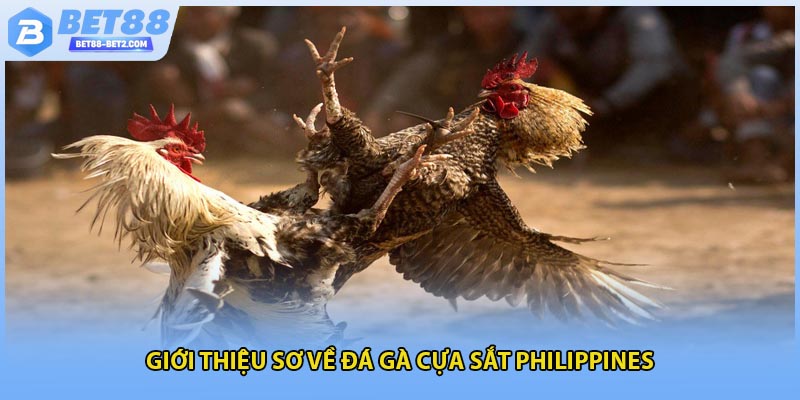 Giới thiệu sơ về đá gà cựa sắt philippines
