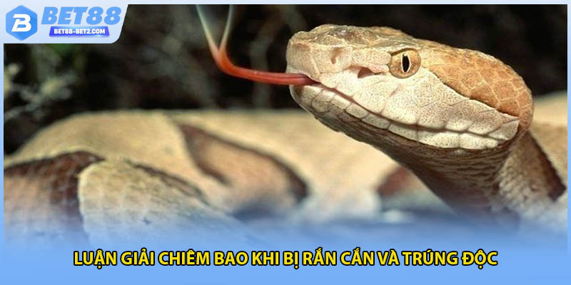 Luận giải chiêm bao khi bị rắn cắn và trúng độc