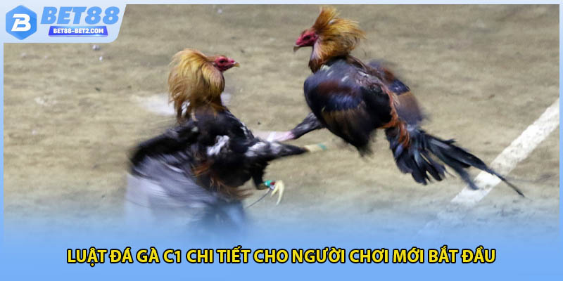 Luật đá gà c1 chi tiết cho người chơi mới bắt đầu