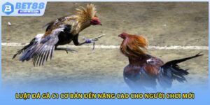 Luật đá gà C1