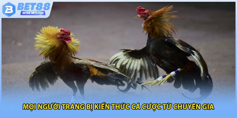 Mọi người trang bị kiến thức cá cược từ chuyên gia 